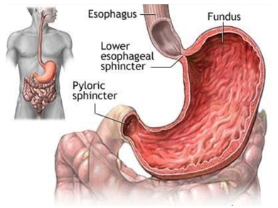 GASTRIC SURGERY